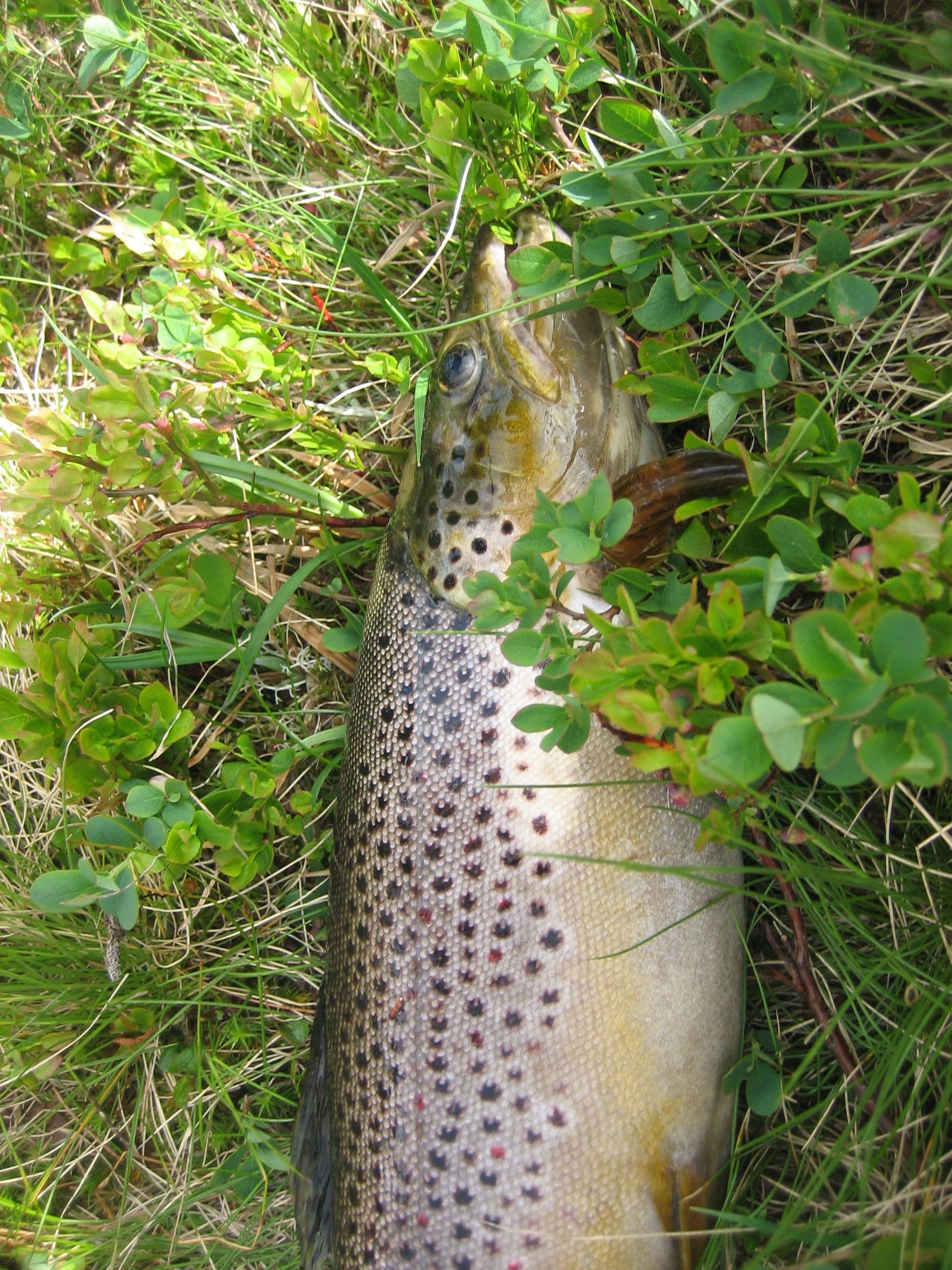 Freshwater fishing - Austevoll